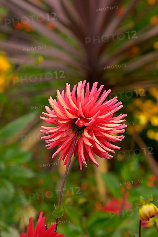 In cactus dahlias, the individual petals are rolled up like tubes and strongly pointed towards the front. Breeders have further developed these special flowers