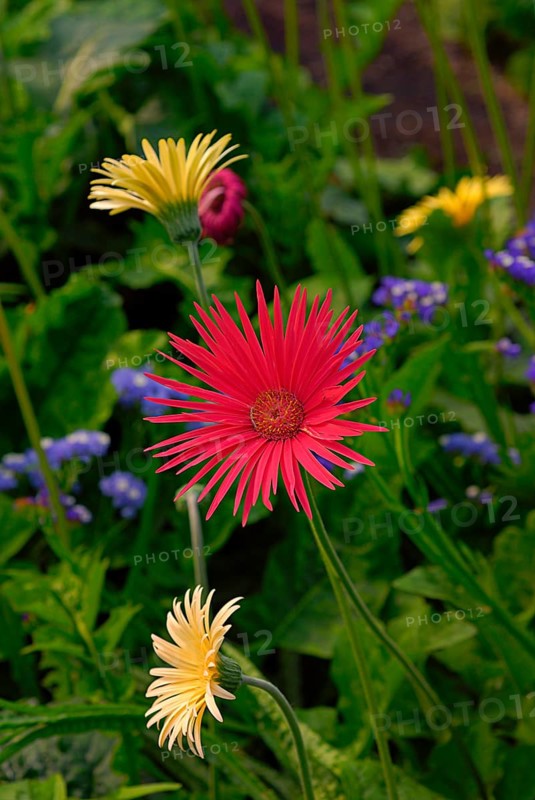 Gerbera