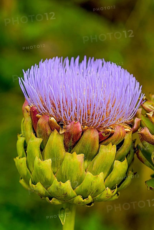 Artichoke thistle from the Asteraceae family, domesticated form of thistle