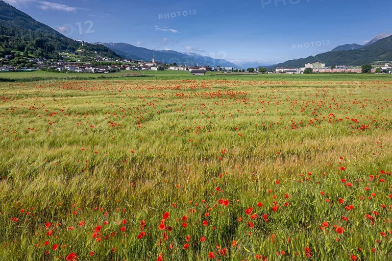 Cereal field with corn poppy (Papaver rhoeas), behind it the town of Schwaz, Schwazer Felder, Schwaz, Tyrol, Austria