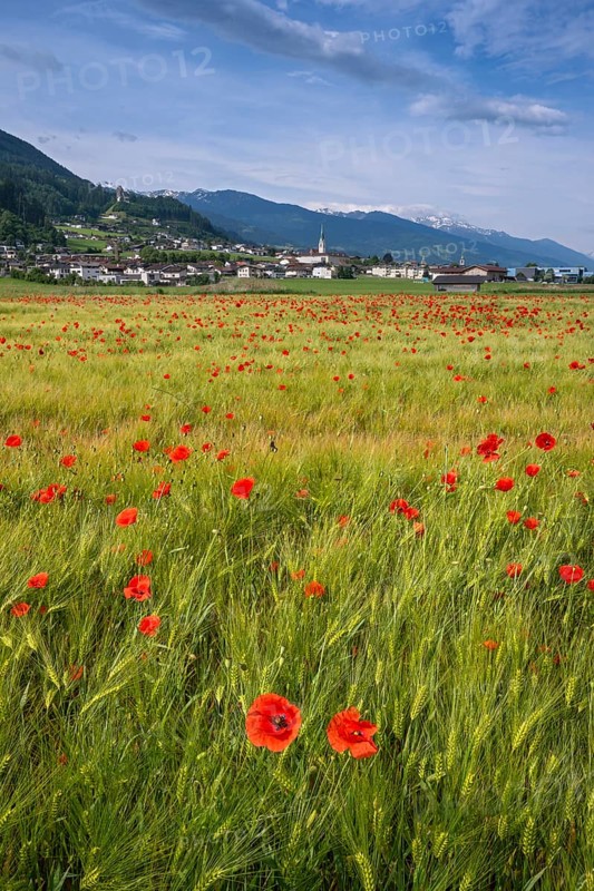 Cereal field with corn poppy (Papaver rhoeas), behind it the town of Schwaz, Schwazer Felder, Schwaz, Tyrol, Austria