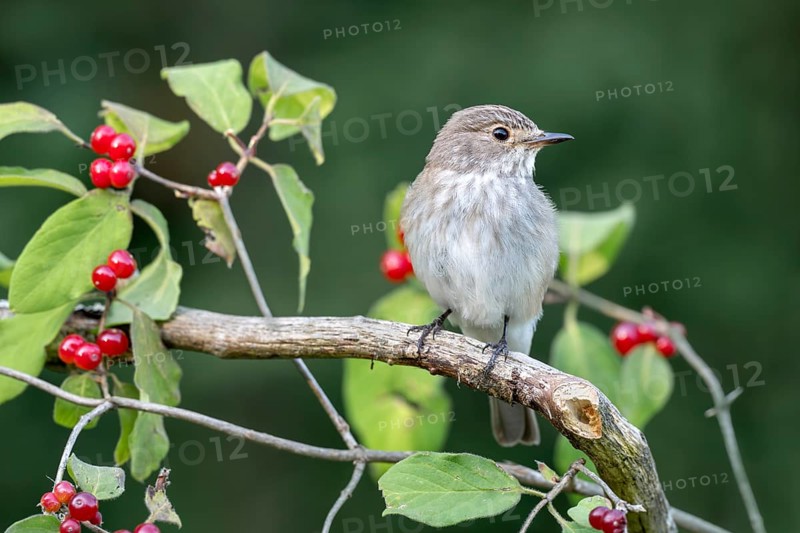 Grey flycatcher (Muscicapa striata), sitting on a branch, Limbach, Burgenland, Austria