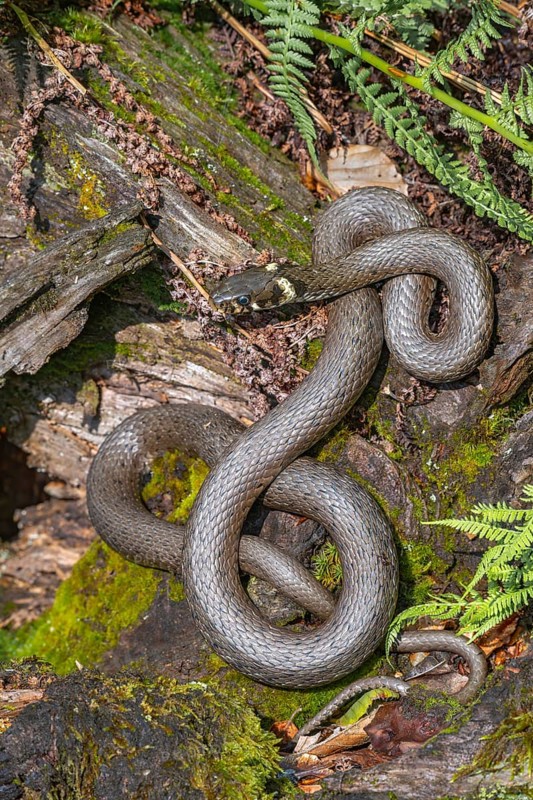 Grass snake (Natrix natrix), sunbathing on the bank of a pond, Bavaria, Germany