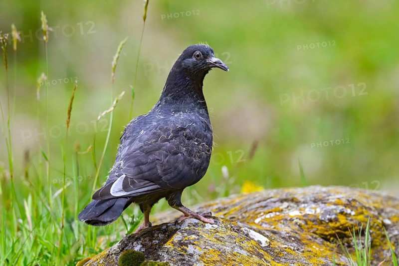 Wood pigeon (Columba palumbus), young bird in juvenile plumage, sitting on a stone, Pillberg, Pill, Tyrol, Austria