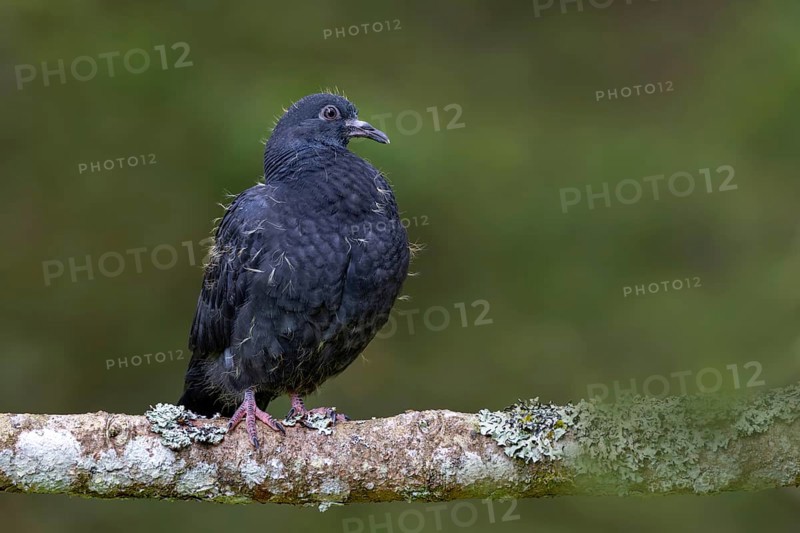 Wood pigeon (Columba palumbus), young bird in juvenile plumage, sitting on a branch, Pillberg, Pill, Tyrol, Austria