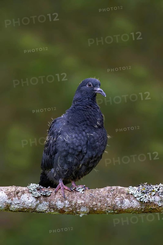 Wood pigeon (Columba palumbus), young bird in juvenile plumage, sitting on a branch, Pillberg, Pill, Tyrol, Austria