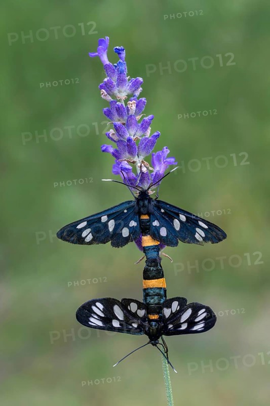 White-spotted violet (Amata phegea), mating, Limbach, Burgenland, Austria