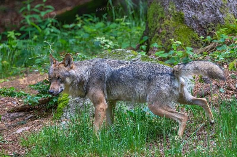 Eurasian wolf (Canis lupus lupus), marking its territory with urine, captive, Bavaria, Germany