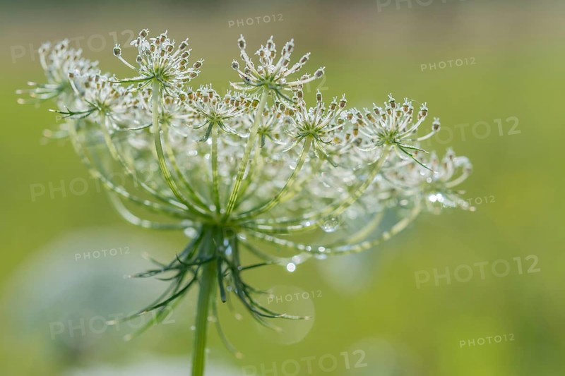 A white flower stands tall, decorated with drops of dew in the early morning light. Lush green grass surrounds it, creating a serene spring atmosphere. Bas rhin, Alsace, grand est, France