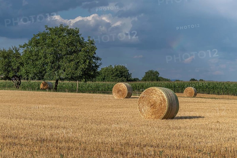 Large round barns are scattered across a golden field, framed by vibrant green trees under a partly cloudy sky as the sun rises in the rural landscape. Bas rhin, Alsace, grand est, France