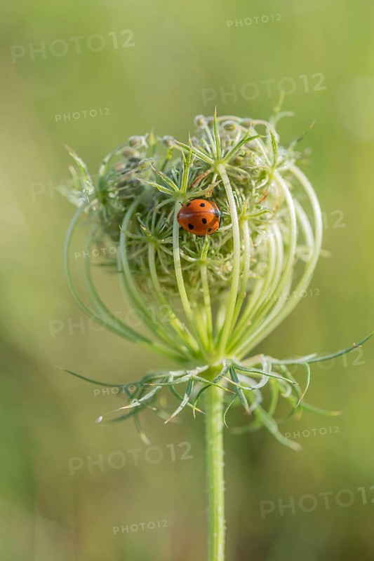 A vibrant ladybug sits cosily on a delicate flowering plant surrounded by lush green grass. This moment captures the tranquillity of a meadow in late spring, illuminated by warm light. Bas rhin, Alsace, grand est, France