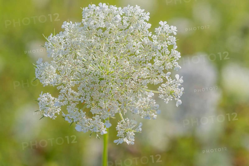 A cluster of wildflowers stands tall in a bright green meadow under bright sunlight. The delicate white flowers form a wonderful contrast to the lively background. Bas rhin, Alsace, grand est, France