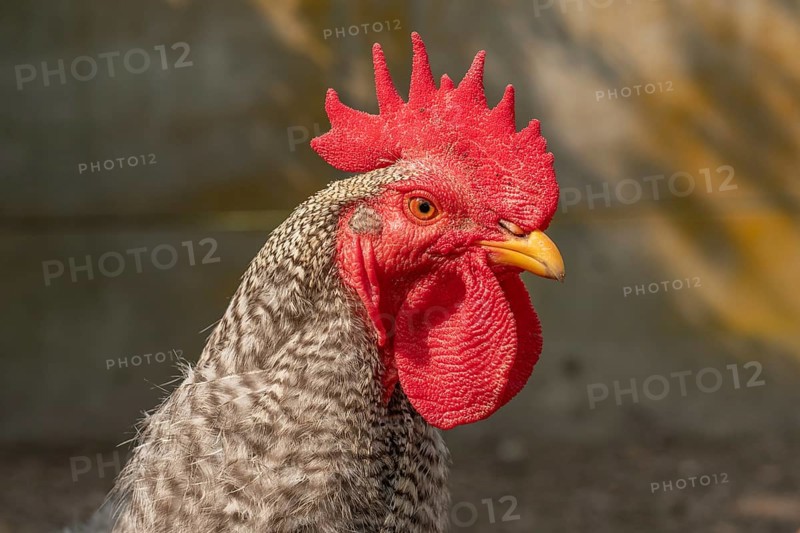 A proud rooster stands prominently in a lively platypus swaying in the warm morning sun. Its eye-catching feathers and the presence of crows bring energy to the rural setting. Bas rhin, Alsace, Grand Est, France