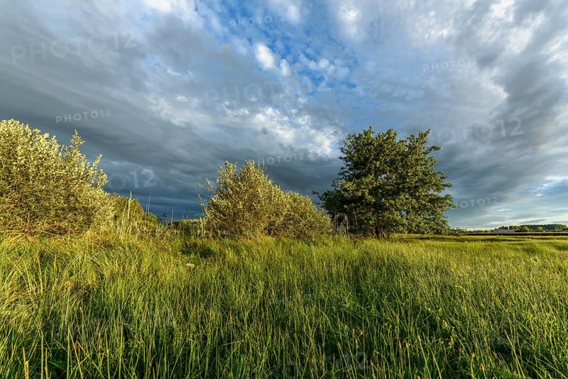 A vibrant landscape with dense green shrubs and trees surrounded by tall grass. The sky is partly cloudy as the late afternoon sunlight casts shadows over the area. Bas rhin, Alsace, Grand Est, France