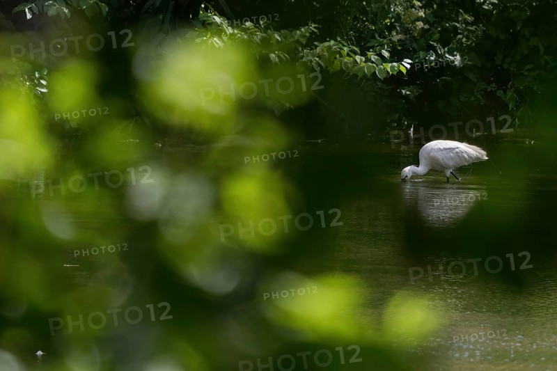 A spoonbill (Platalea leucorodia) foraging in the water, light-coloured leaves as bokeh in the foreground, Hesse, Germany