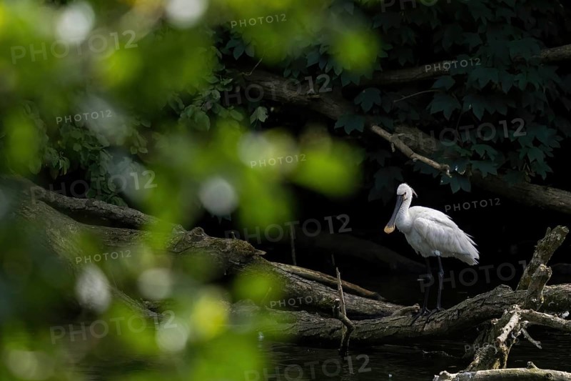 A spoonbill (Platalea leucorodia) standing on a tree trunk at the water's edge, light-coloured leaves as bokeh in the foreground, Hesse, Germany