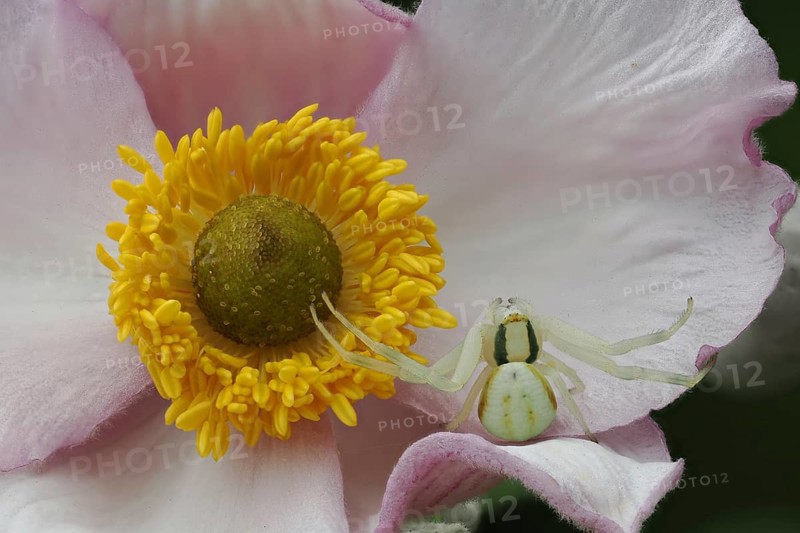Macro photograph of a Goldenrod crab spider (Misumena vatia) on an autumn anemone (Anemone hupehensis), Hesse, Germany
