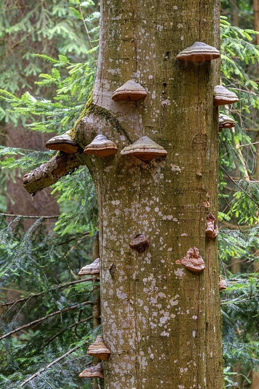 Several tree fungi on the trunk of a spruce, Bavaria, Germany