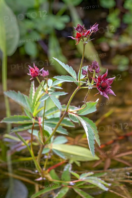 Potentilla palustris, Bavaria, Germany