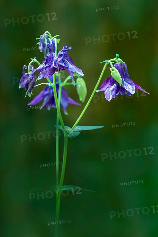 European columbine, common columbine or wood columbine (Aquilegia vulgaris), Bavaria, Germany