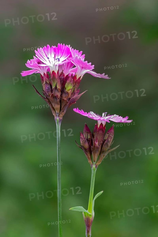 Carthusian carnation (Dianthus carthusianorum), Schwaz, Tyrol, Austria