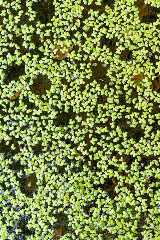 Common duckweed (Lemna minor), Filz wetland, Wörgl, Tyrol, Austria
