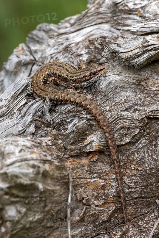 Forest lizard (Zootoca vivipara), or mountain lizard or bog lizard, captive, Bavaria, Germany