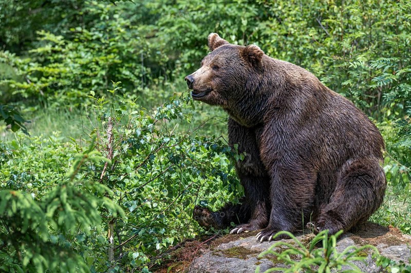 European brown bear or Eurasian brown bear (Ursus arctos arctos), sitting on a stone in the forest, captive, Bavaria, Germany