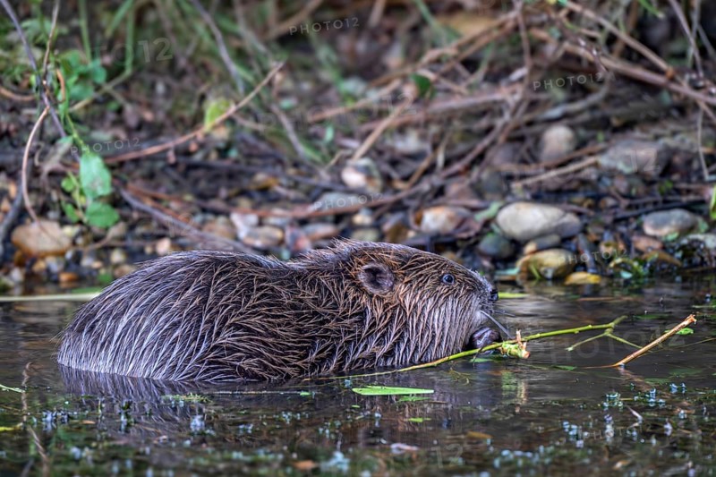 European beaver (Castor fibre), feeding in the water, Limbach, Burgenland, Austria