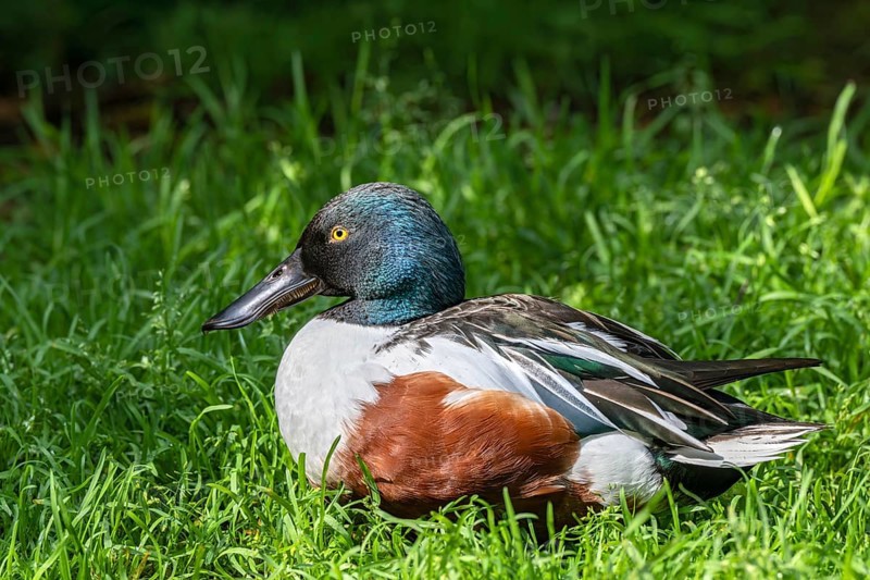 Shoveler (Spatula clypeata), male, captive, Bavaria, Germany