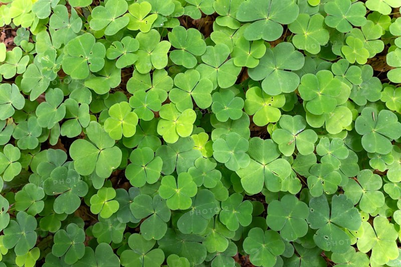 Wood sorrel (Oxalis acetosella), Bavaria, Germany