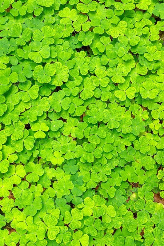 Wood sorrel (Oxalis acetosella), Bavaria, Germany