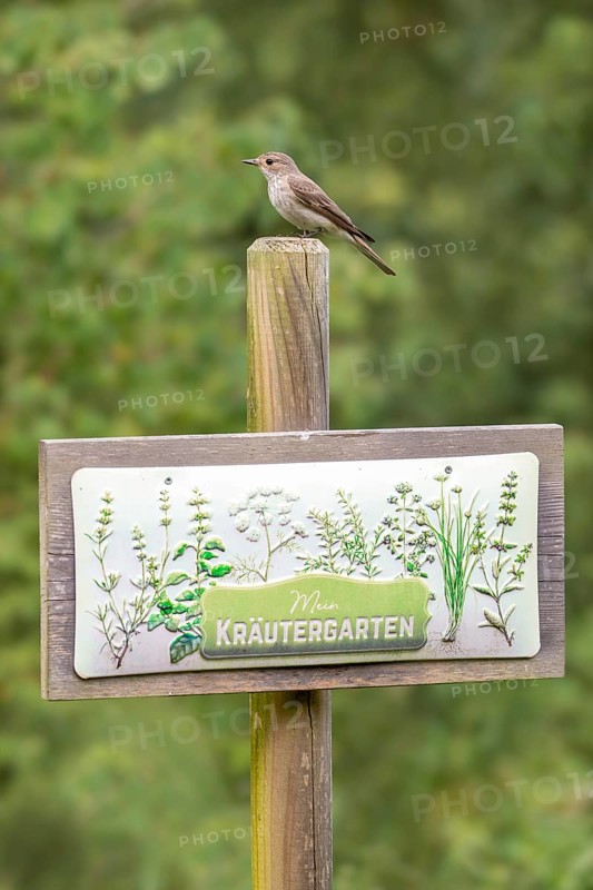 Grey flycatcher (Muscicapa striata), sitting on a board with the inscription Mein Kräutergarten), Limbach, Burgenland, Austria