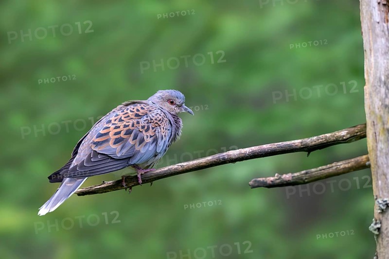 Turtle dove (Streptopelia turtur), sitting on a branch, captive, Bavaria, Germany