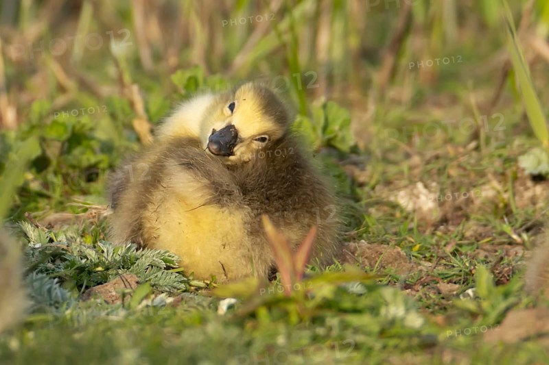 Canada goose (Branta canadensis) juvenile baby gosling bird resting on grassland, England, United Kingdom