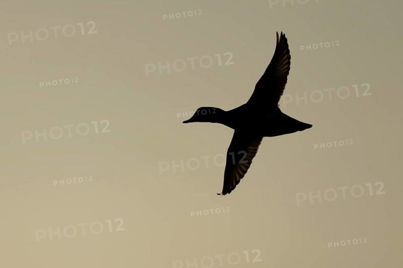 Pochard duck (Aythya ferina) silhouette of an adult male bird in flight at sunset, England, United Kingdom