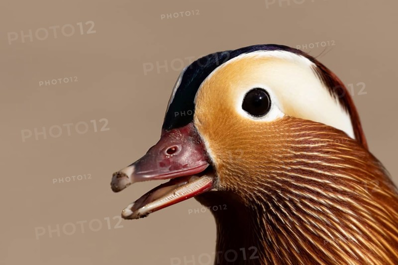 Mandarin duck (Aix galericulata) adult male bird calling or quacking, England, United Kingdom