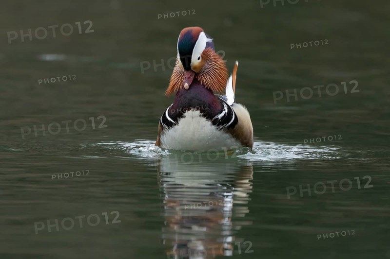 Mandarin duck (Aix galericulata) adult male bird displaying on a lake, England, United Kingdom
