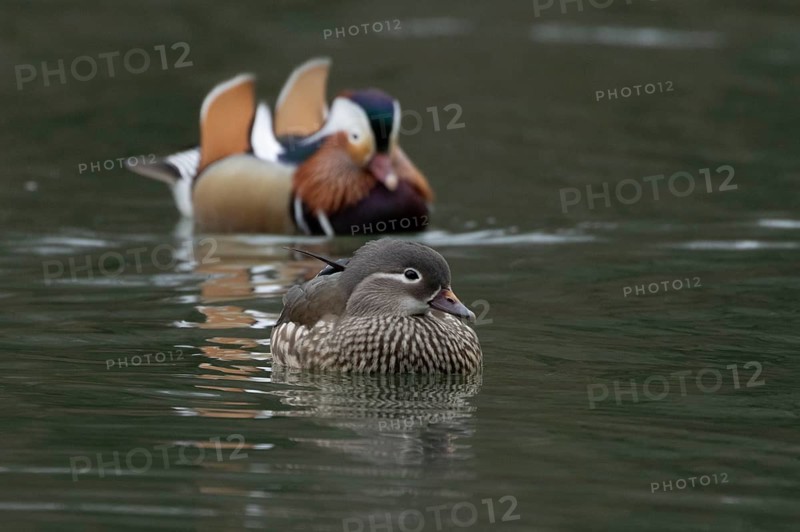 Mandarin duck (Aix galericulata) adult female and male birds on a lake, England, United Kingdom