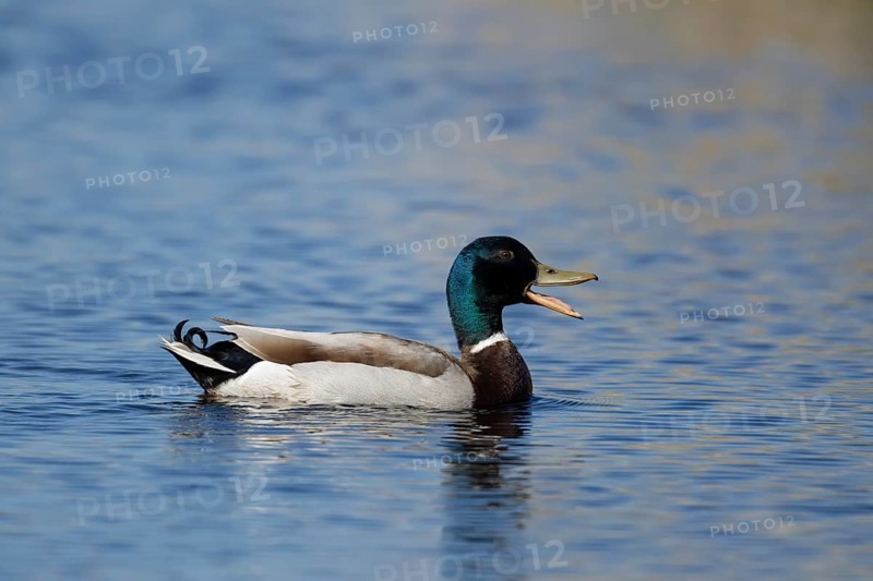 Mallard duck (Anas platyrhynchos) adult male bird calling or quacking on a lake, England, United Kingdom