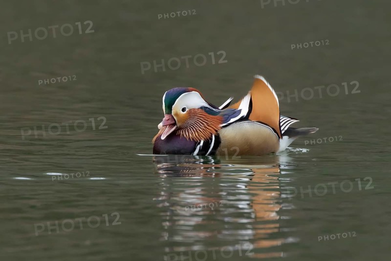 Mandarin duck (Aix galericulata) adult male bird calling or quacking on a lake, England, United Kingdom