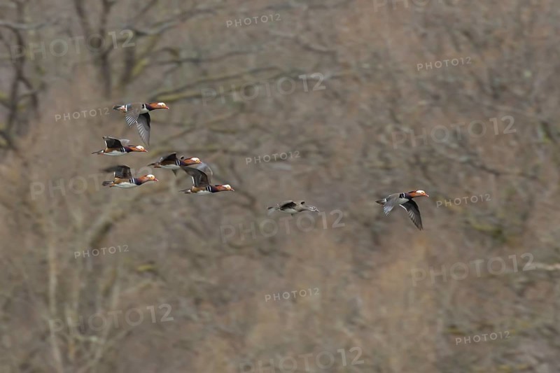 Mandarin duck (Aix galericulata) adult female and five male birds in flight, England, United Kingdom