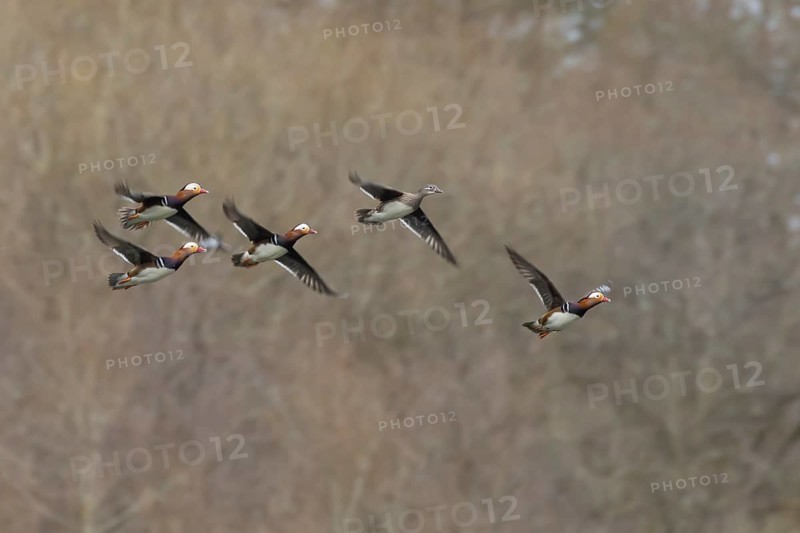 Mandarin duck (Aix galericulata) adult female and four male birds in flight, England, United Kingdom