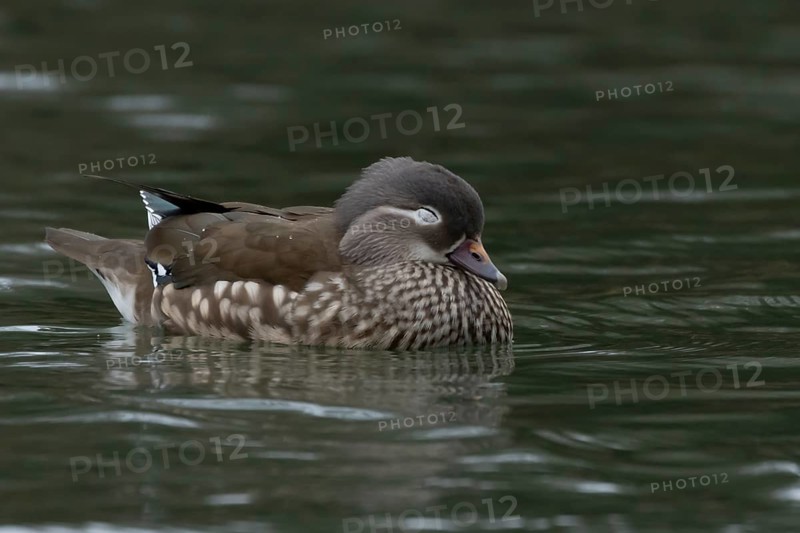 Mandarin duck (Aix galericulata) adult female bird sleeping on a lake, England, United Kingdom