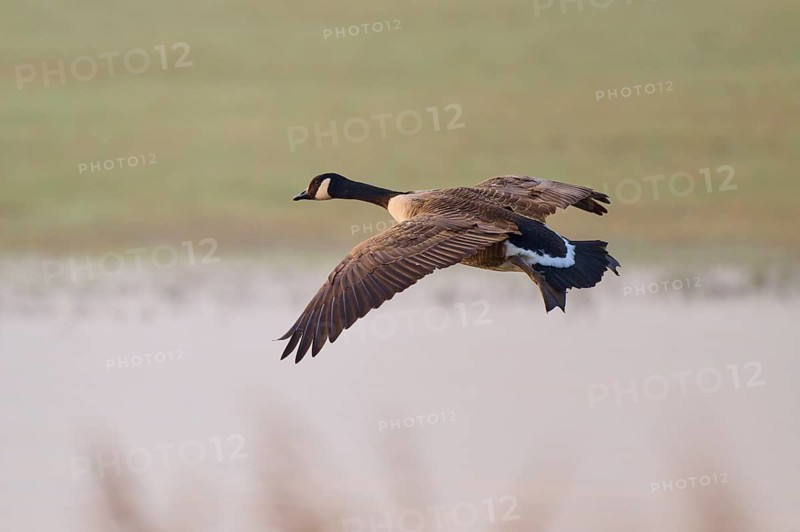 Canada goose (Branta canadensis), flying over a natural landscape with blurred background, winter, Reinheimer Teich, Reinheim, Hesse, Germany