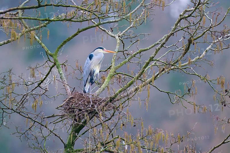 Grey heron (Ardea cinerea), sitting in a nest on a tree branch and gazing into the distance on a cool spring day, winter, Amorbach, Bavaria, Germany