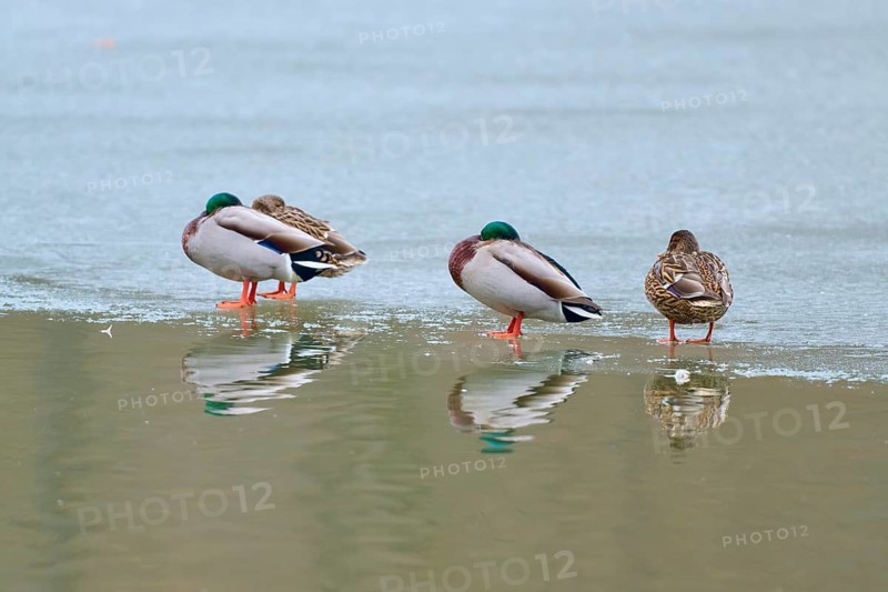 Mallard (Anas platyrhynchos), four ducks standing on ice with water reflection in a cold environment, winter, Amorbach, Bavaria, Germany