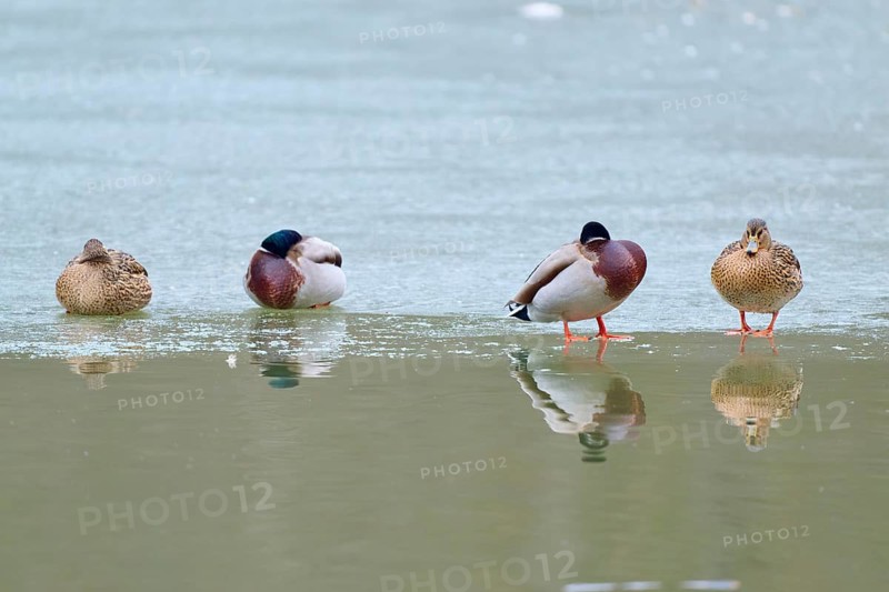 Mallard (Anas platyrhynchos), four ducks resting on a patch of ice, surrounded by reflecting water, winter, Amorbach, Bavaria, Germany