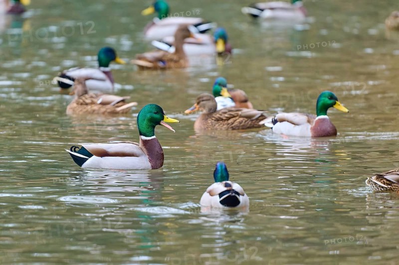 Mallard (Anas platyrhynchos), drakes and ducks swimming peacefully in a natural body of water, winter, Amorbach, Bavaria, Germany