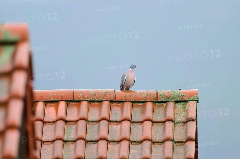 A wood pigeon (Columba palumbus), sitting on a moss-covered tiled roof under a grey sky, Grossheubach, Bavaria, Germany